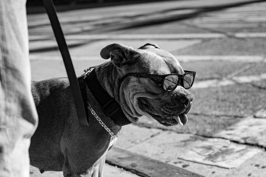 Summer Walking Safety: How to Keep Your Dog Cool and Happy on the Leash