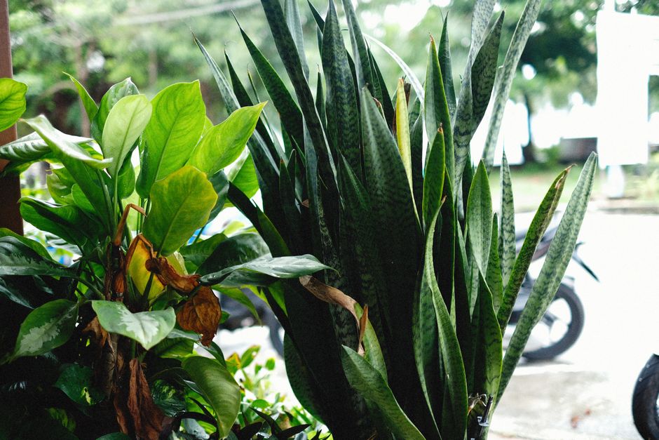 How to Revive a Drooping Snake Plant: Causes, Fixes, and Prevention Tips
