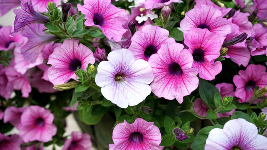 How to Grow Edible Flowers in Raised Beds for a Stunning Balcony Display