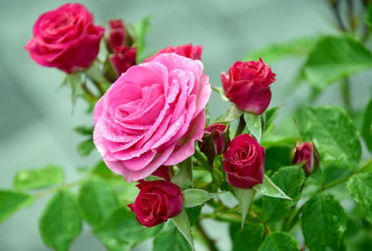 Organic Rose Care: The Complete Guide to Growing Roses Without Chemicals