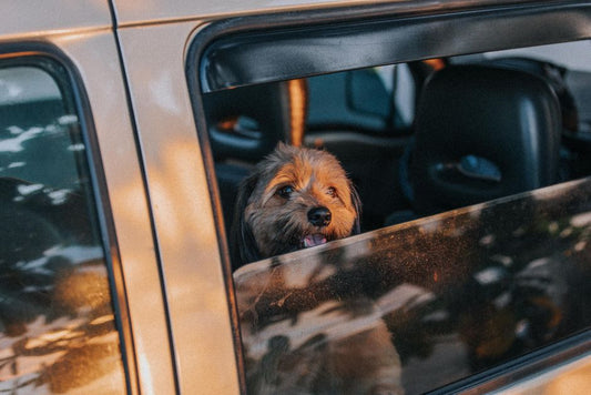 How to Clean and Disinfect Your Car Interior After a Pet Road Trip