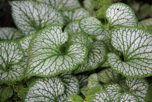 Top Signs Your Shade Garden Is in Trouble and Proven Solutions