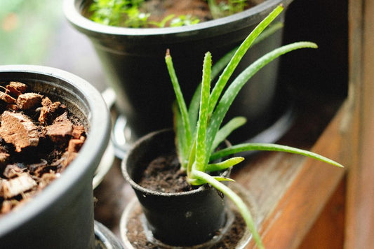 The Complete Aloe Vera Troubleshooting Guide: Revive a Dying Plant Step by Step