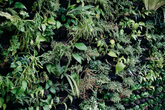 The Vertical Herb Wall: A Complete Guide to Indoor Living Edible Gardens