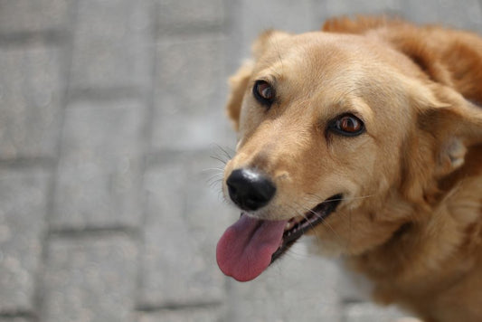 11 Silent Signs Your Dog Is in Pain: Symptoms Every Owner Must Recognize