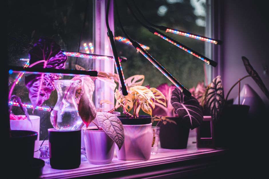 Organic Grow Lights for Indoor Plants: A Complete Guide to Light Without Synthetic Inputs
