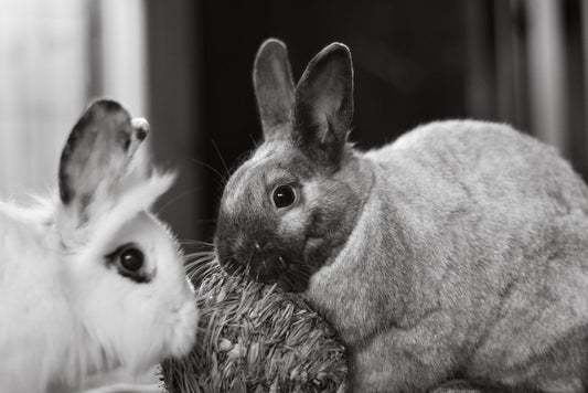 10 Silent Signs Your Rabbit Needs Immediate Care
