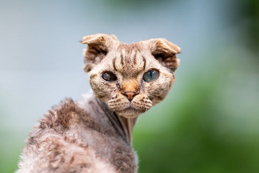 The Ultimate Guide to Natural Remedies for Pet Ear and Eye Care