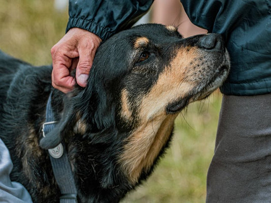 Calm Protection: Flea and Tick Prevention for Anxious Pets
