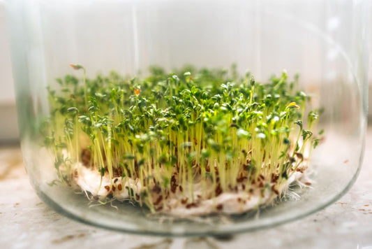 Turn Your Home Into a Living Lab: The Ultimate Guide to Starting Seeds Indoors With Kids