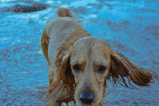 Summer Pet Eye and Ear Care: How to Prevent Infections and Keep Your Pet Cool