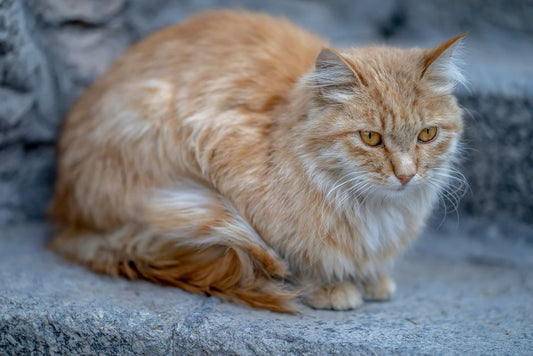 How to manage shedding and fur buildup from your long-haired cat: A comprehensive step-by-step guide