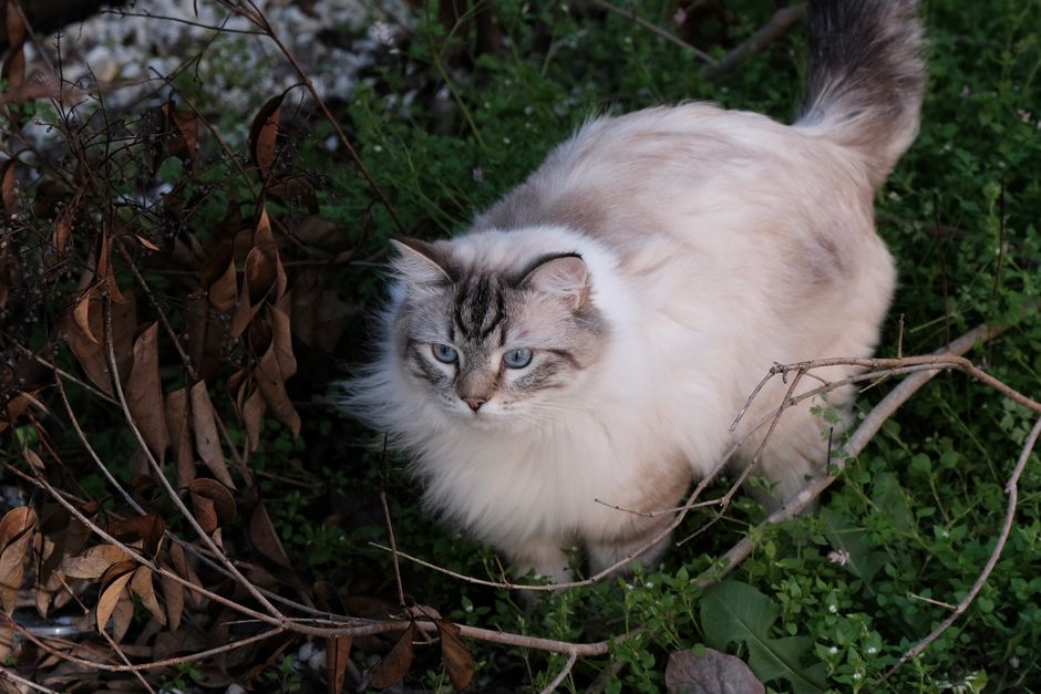 7 Silent Signs Your Cat’s Litter Box Habits Reveal a Hidden Health Problem