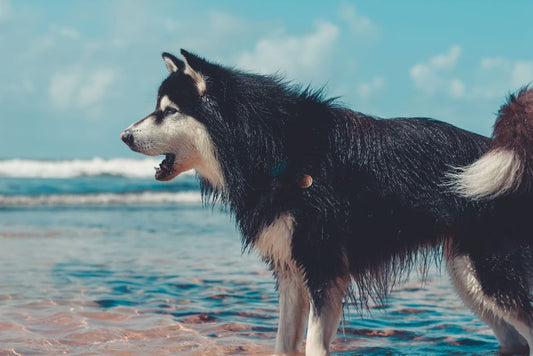 How to Keep Your Home Fur-Free with a Heavy-Shedding Dog