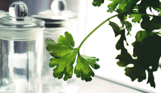 How to Prevent Herbs from Wilting: A Complete Guide to Storing Fresh Herbs for Maximum Freshness