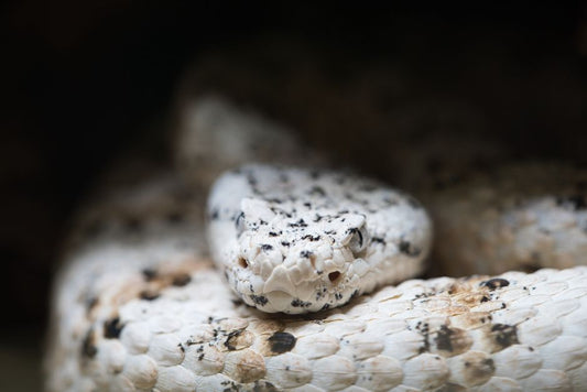 Recognizing Early Signs of Illness in Reptiles: A Practical Guide for Owners