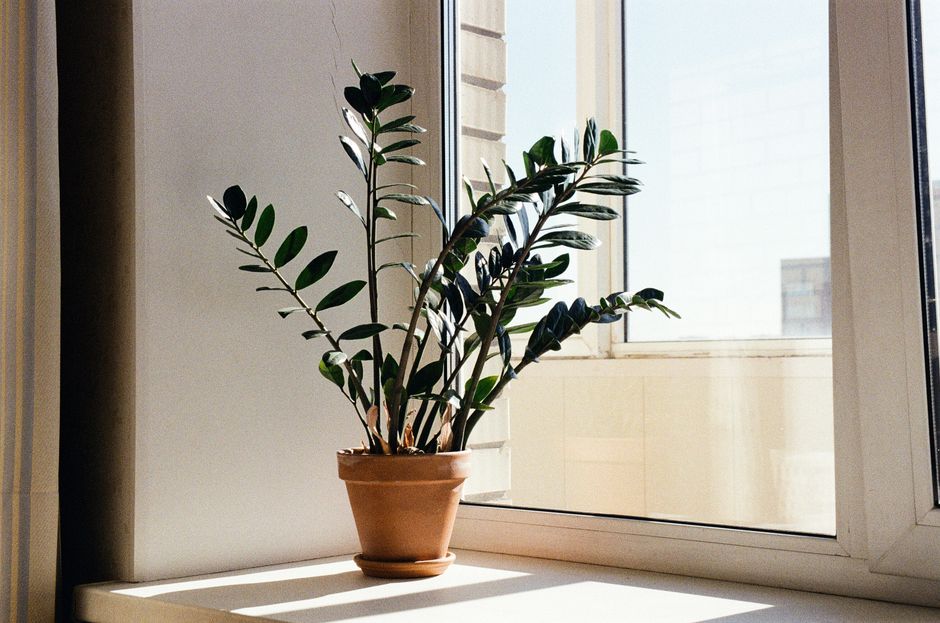 ZZ Plant Care: 7 Common Mistakes That Kill Your Zanzibar Gem