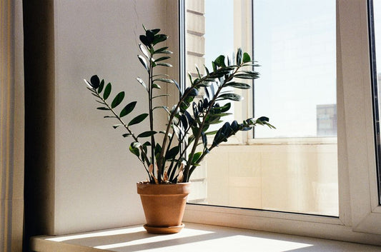 ZZ Plant Care: 7 Common Mistakes That Kill Your Zanzibar Gem