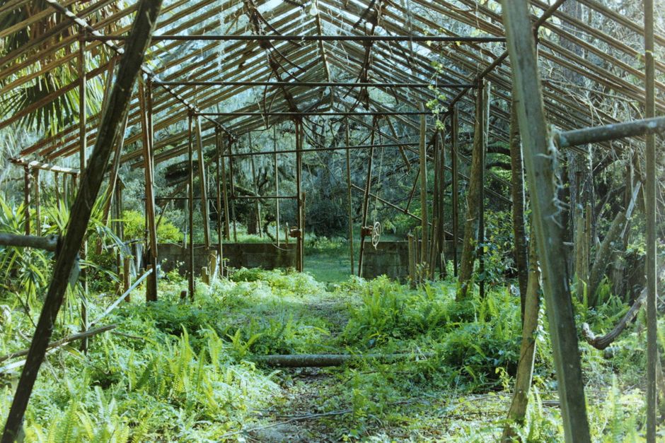 The Complete Guide to Reviving a Stressed Outdoor Vegetable Garden