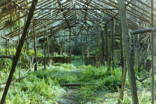 The Complete Guide to Reviving a Stressed Outdoor Vegetable Garden
