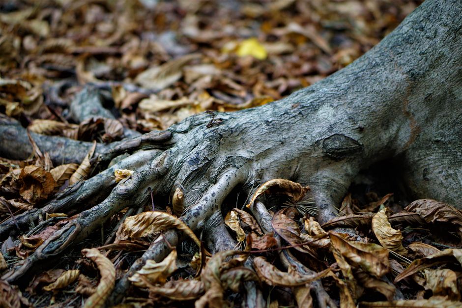 How to Save a Dying Monstera from Root Rot: A Step-by-Step Recovery Guide