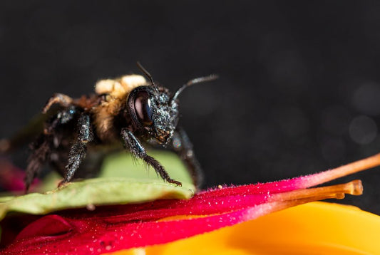 Why Your Pollinator Garden Is Failing: A Troubleshooting Guide