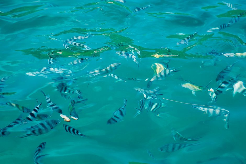 The Ultimate DIY Guide to Crystal Clear Aquarium Water Without Expensive Gadgets