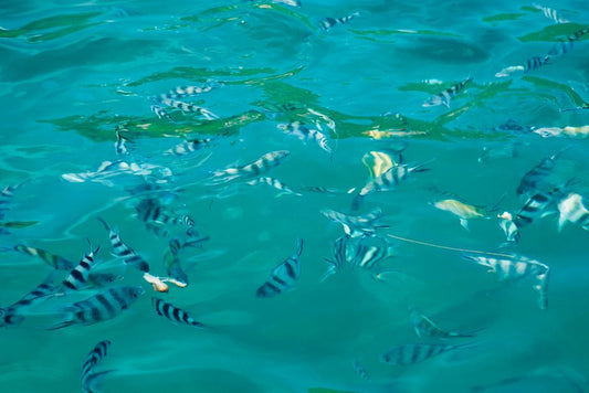 The Ultimate DIY Guide to Crystal Clear Aquarium Water Without Expensive Gadgets