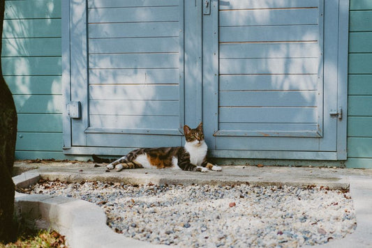 Summer Cat Care: Beating Heat, Shedding, and Odor Without Struggle