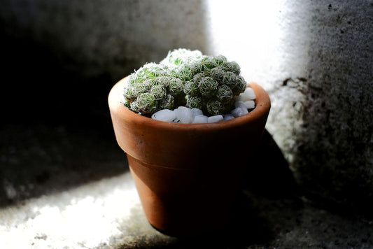 The Minimalist Container Garden: Essential Tools and Strategies for a Low-Maintenance Oasis