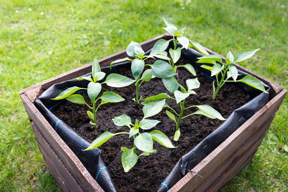 The Complete Guide to Planting for Maximum Yield in Raised Beds