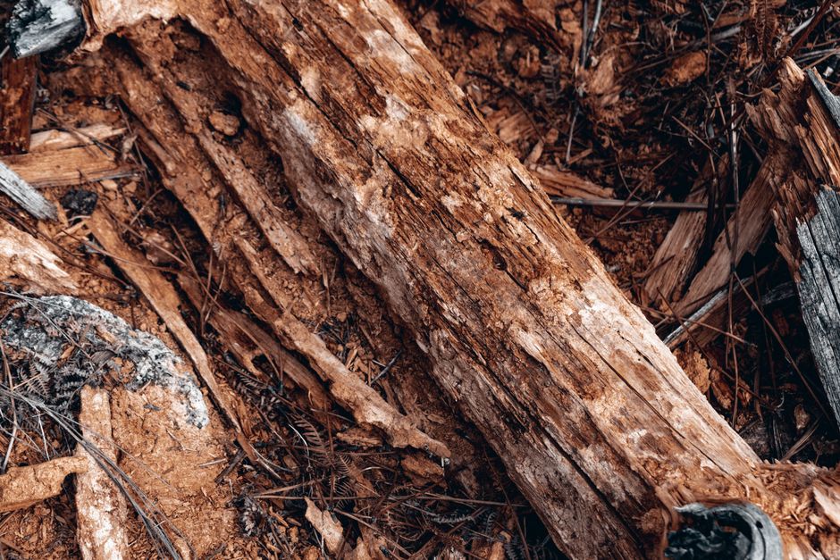 How to Prevent Wood Rot Before It Starts: A Proactive Guide for Homeowners