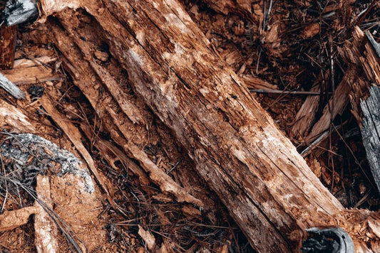 How to Prevent Wood Rot Before It Starts: A Proactive Guide for Homeowners