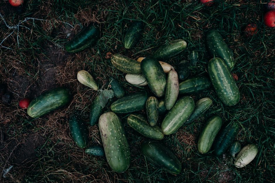 The Effortless Cucumber Garden: A Low-Maintenance System for Abundant Harvests