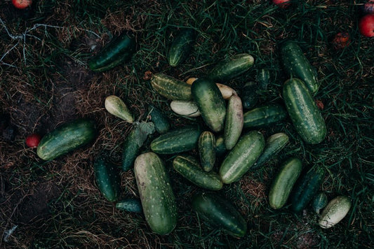 The Effortless Cucumber Garden: A Low-Maintenance System for Abundant Harvests