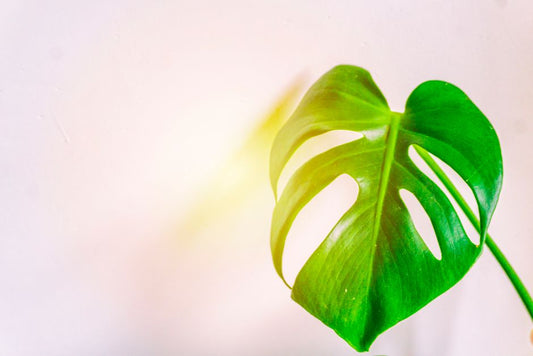 7 Unexpected Monstera Care Hacks That Actually Work