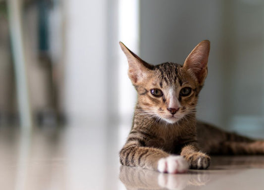 Pet Eye Care vs Ear Care Products: Which Should You Prioritize?