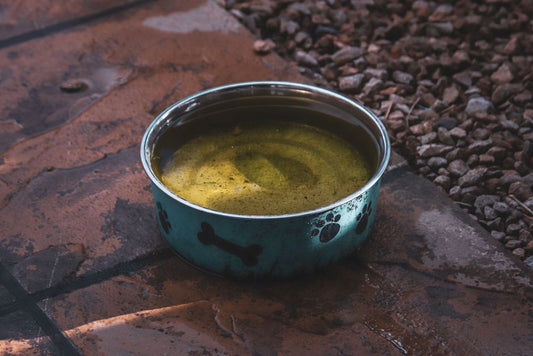 Winter Hydration Hacks: Why Your Pet’s Water Bowl Needs a Seasonal Upgrade