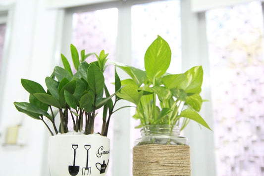 Thrifty ZZ Plant Care: Essential Tools and Techniques for Healthy Growth on a Budget
