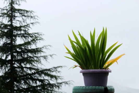 How Do You Keep Container Plants Alive During a Heatwave Without Daily Watering?