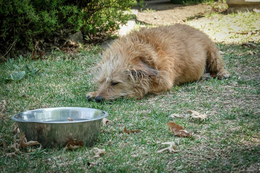 Quench the Anxiety: The Essential Guide to Hydration for Nervous Pets