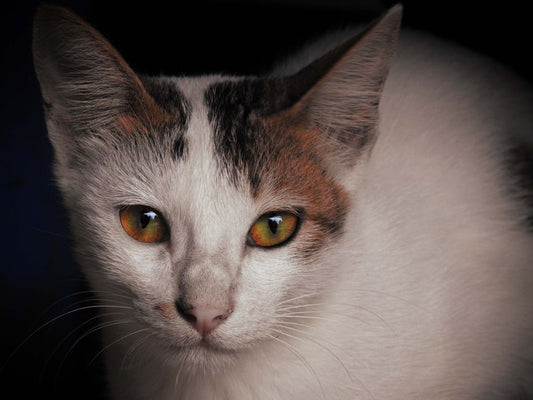 The Natural Ear and Eye Care Guide for Pets: Gentle Remedies That Work