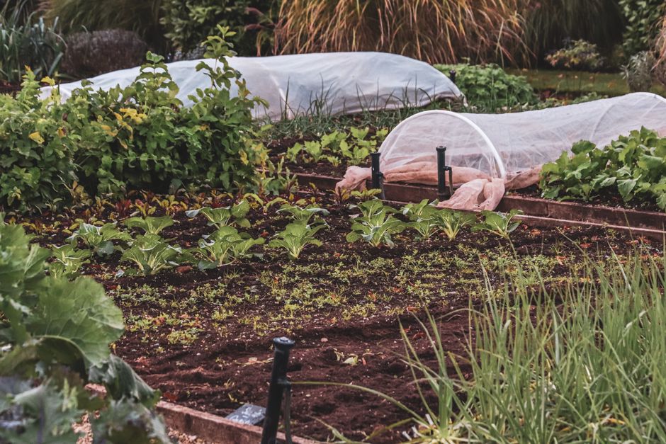 7 Garden Bed Design Mistakes That Sabotage Your Plants and How to Fix Them