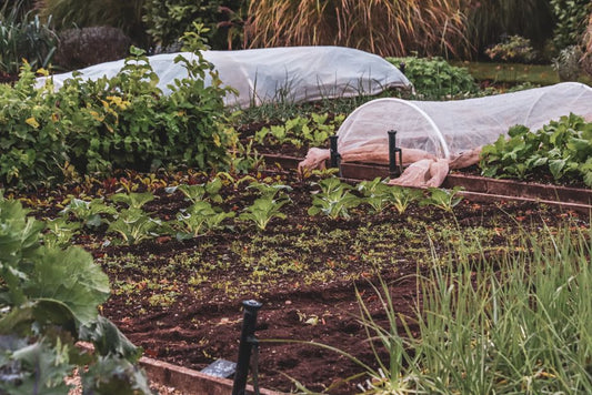 7 Garden Bed Design Mistakes That Sabotage Your Plants and How to Fix Them