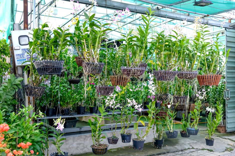 The Budget Orchid Collection: Essential Tools and Systems for Thriving Plants Without Breaking the Bank