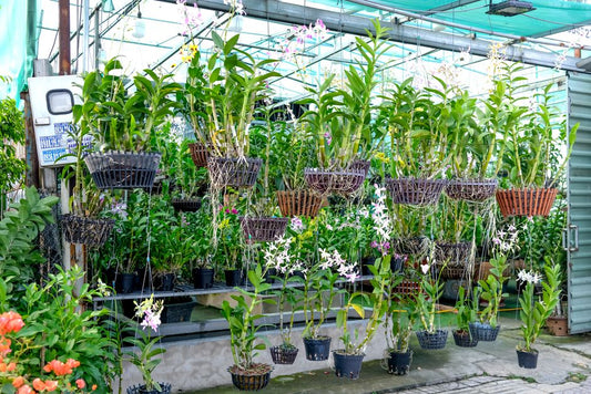 The Budget Orchid Collection: Essential Tools and Systems for Thriving Plants Without Breaking the Bank