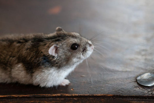 How to Treat and Prevent Diarrhea in Hamsters at Home