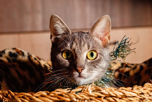 How to Safely Clean Your Cat’s Ears at Home Without Causing Injury