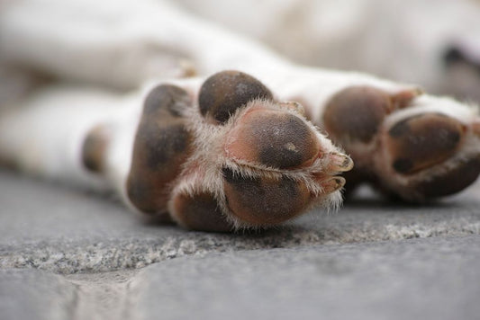DIY Dog Paw Balm: The Ultimate Homemade Solution for Cracked Pads