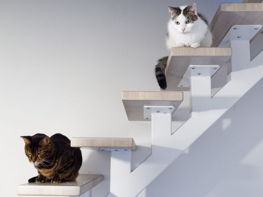 The Complete Step-by-Step Guide to Building a Cat Indoor Enrichment System